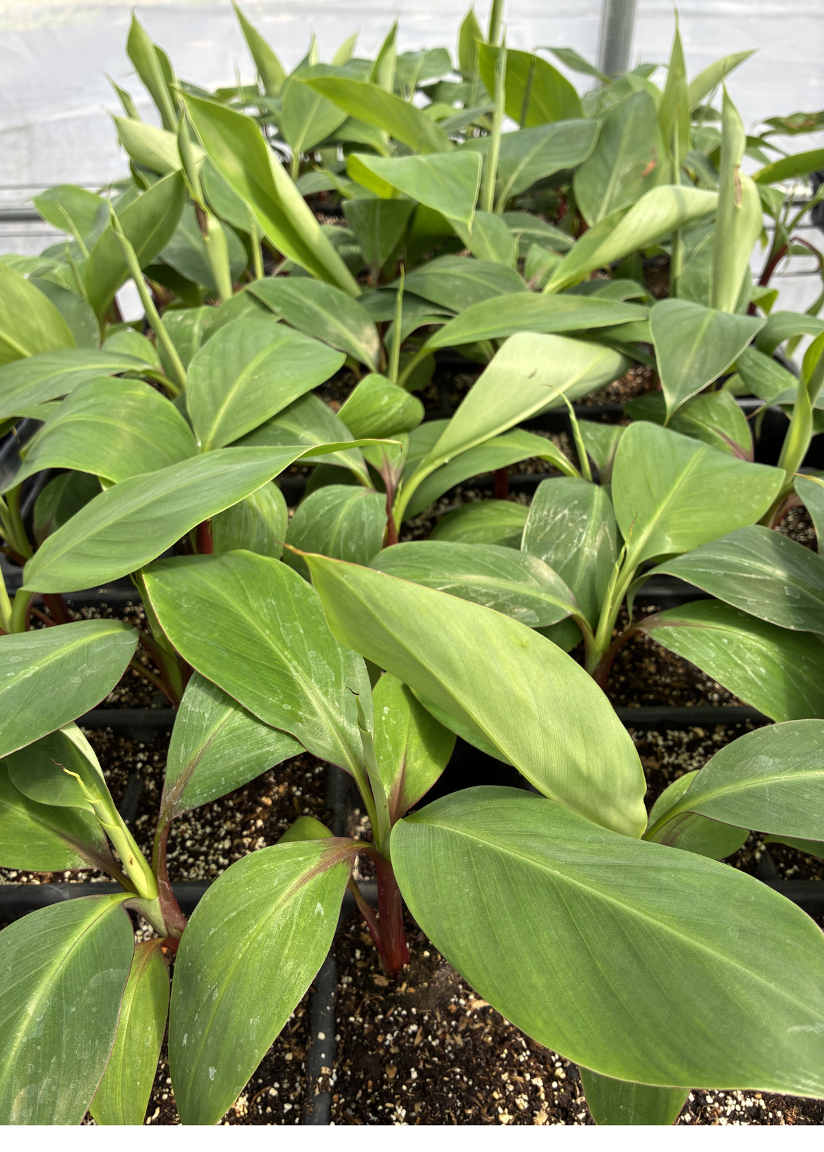 Banana 'Red Cuban' (Musa acuminata) – live tree – photo 2