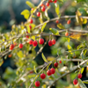 Red Goji Berry (Lycium barbarum)