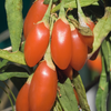 Red Goji Berry (Lycium barbarum)