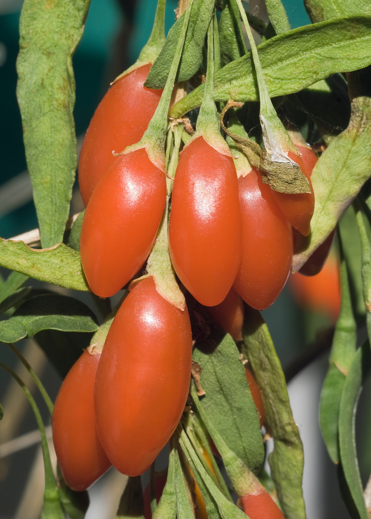 Red Goji Berry (Lycium barbarum) – live plant – photo 3
