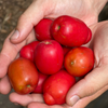 Jocote, Red (Spondias purpurea)