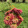 20 Organic QUEENY LIME MIX ZINNIA Elegans Mixed Colors Red Orange Yellow Pink Green Queen Flower Seeds