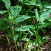 Arrowroot (Maranta arundinacea)