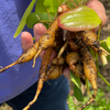 Arrowroot (Maranta arundinacea)