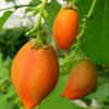 Peanut Butter Fruit (Bunchosia argentea)