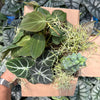 Spooky Mystery Bundle Box - 3 Spooky Plants