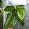 Philodendron Red Emerald