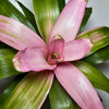Neoregelia 'sexy pink'