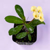 Crown of Thorns - Euphorbia milii