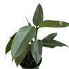 Silver Sword Philodendron