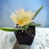 Carpobrotus edulis Hottentot Fig Ice Plant