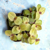 Callisia repens "Golden" Miniature Wandering Dude