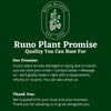 Syngonium Mystery Bundle Box - 3 Syngonium Plants
