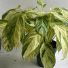 Stromanthe 'Charlie'
