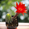 Chamaelobivia 'Rose Quartz' Peanut Cactus