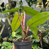 Philodendron Red Emerald