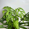 Monstera Esqueleto