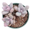 Graptopetalum amethystinum - Lavender Pebbles