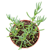 Mesembryanthemum Hot Pink - Pigface, Iceplant