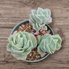 Graptoveria 'Lovely Rose'