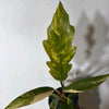 Philodendron Caramel Marble