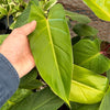 Philodendron Red Emerald