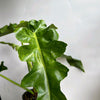 Variegated Philodendron 'Bob Cee'