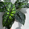 Alocasia Baginda 'Dragon Scale'