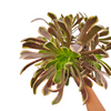 Aeonium O'Carrie