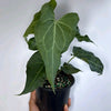 Anthurium King of Clarinervicum
