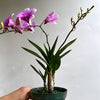 Pink Mini Orchids