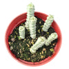 Crassula Fantasy 'Baby's Necklace' Variegated