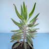 Kalanchoe tubiflora 'Mother of Millions'