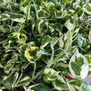 Pothos Pearls and Jade