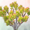 Crassula ovata Variegated 'ET's Fingers' Jade
