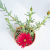 Mesembryanthemum Hot Pink - Pigface, Iceplant