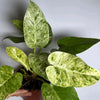 Variegated Philodendron Giganteum (Blizzard)