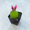 Rhipsalidopsis gaertneri Easter Cactus