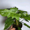 Philodendron Mottled Dragon