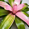 Neoregelia 'sexy pink'