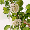 Hoya Australis Green