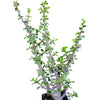 Portulacaria afra 'Elephant Bush'