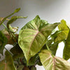 Syngonium Podophyllum 'Maria Allusion'