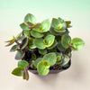 Callisia repens Miniature Wandering Dude