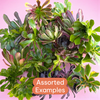 Aeonium Variety Pack