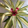 Variegated Neoregelia 'Ardie'