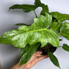 Philodendron Mottled Dragon