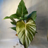 Philodendron 'Summer Glory'