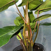 Philodendron Red Emerald