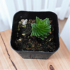 Crassula 'Spiralis Estagnol'